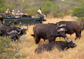 Day visits Kruger National Park